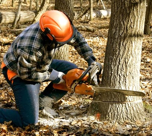 Tree Removal in Inverness, MT